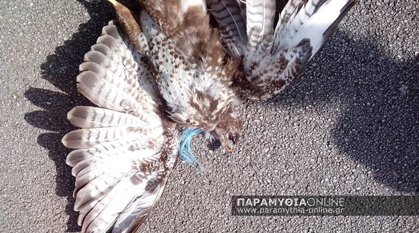 Θεσπρωτία: Βασάνισαν και θανάτωσαν σπάνιο είδος γερακιού